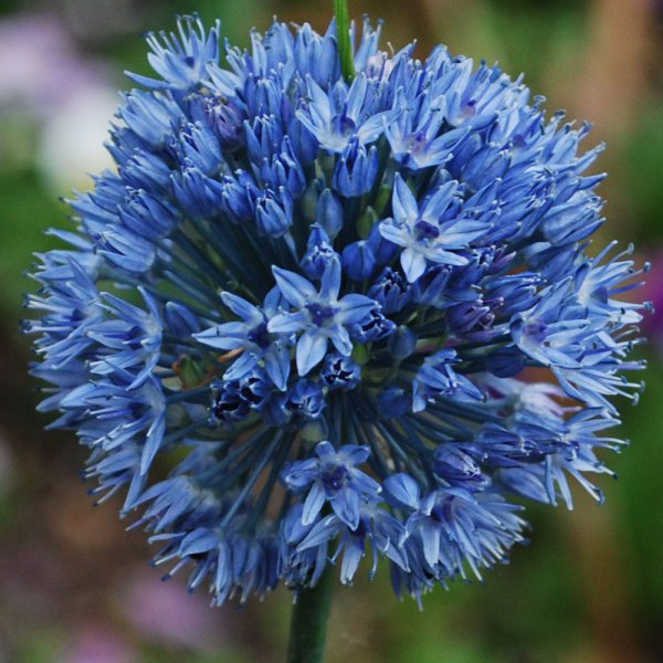 Allium caeruleum.jpg