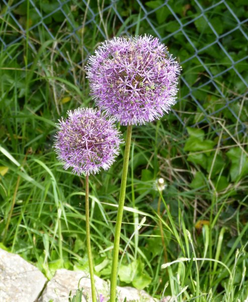 Allium caerulum.JPG