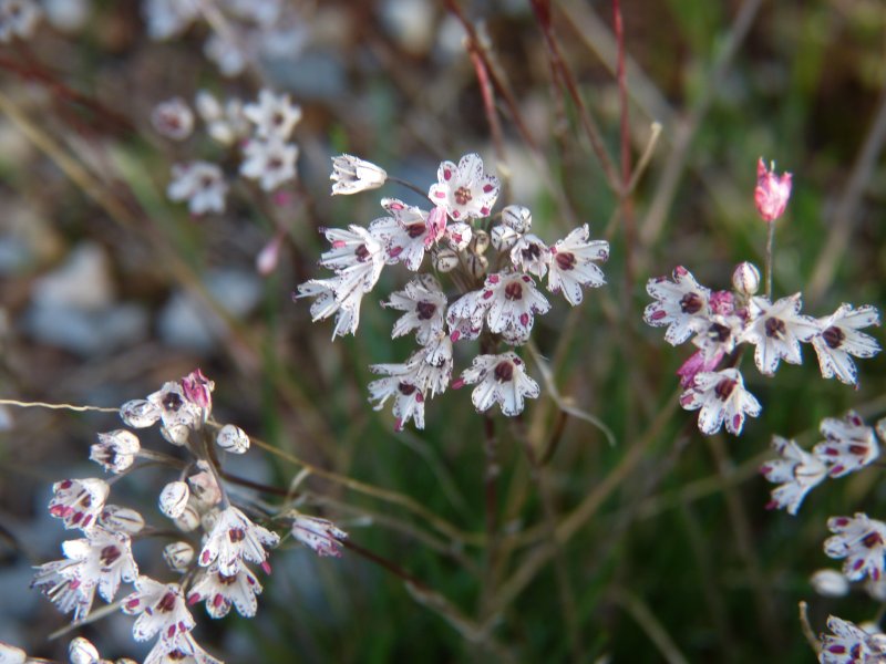 Allium callimischon haemostictum.JPG