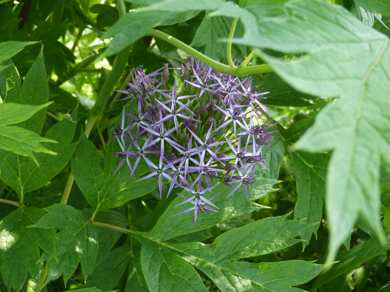 Allium christophii.JPG