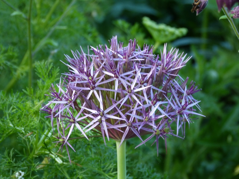 Allium cristopherii.JPG