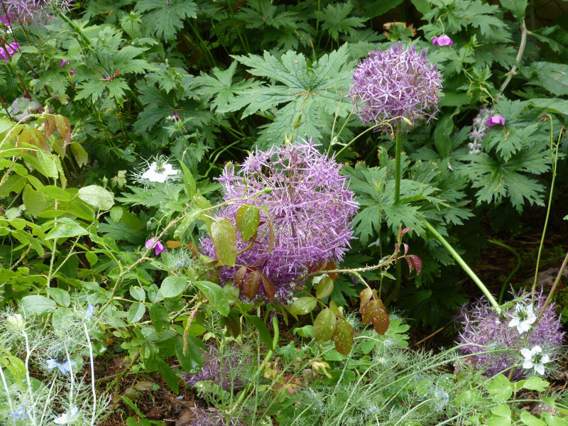 Allium cristopherii.JPG