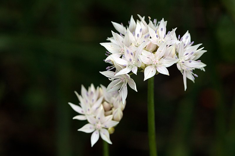 Allium-Graceful-Beauty-f8-2.jpg