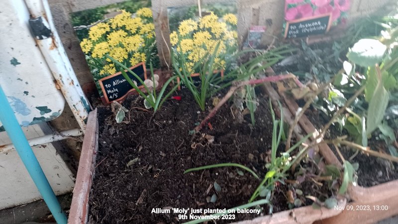 Allium 'Moly' just planted on balcony 9th November 2023 001.jpg