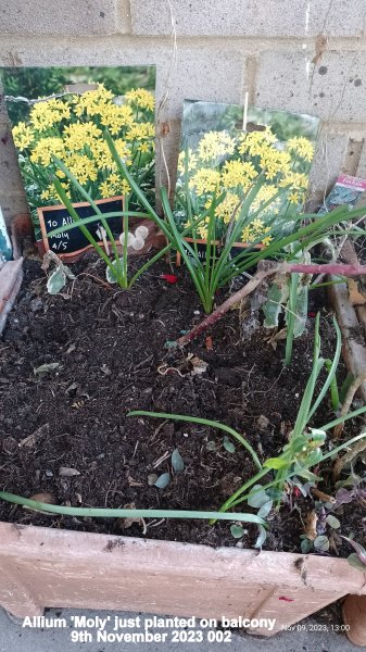 Allium 'Moly' just planted on balcony 9th November 2023 002.jpg