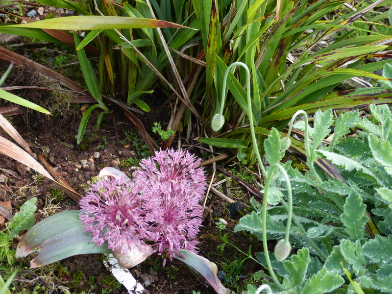 Allium nevskianum 4.JPG