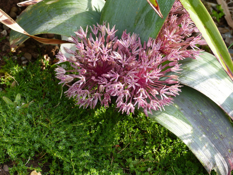 Allium nevskianum1.JPG