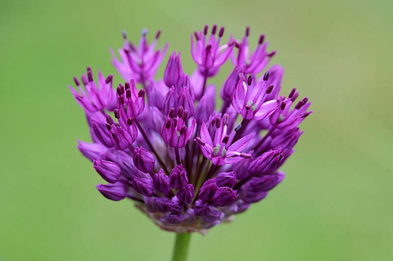 Allium-purple-f8.jpg