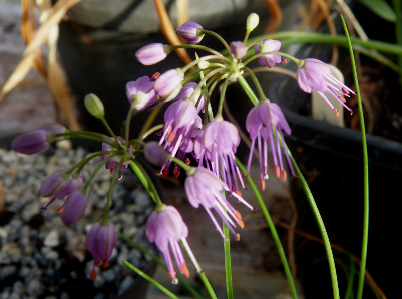 Allium thunbergii Ozawa.JPG