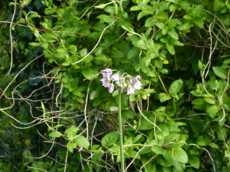 Allium tripedale.JPG