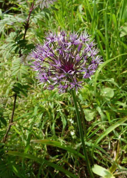 Allium unknown.JPG