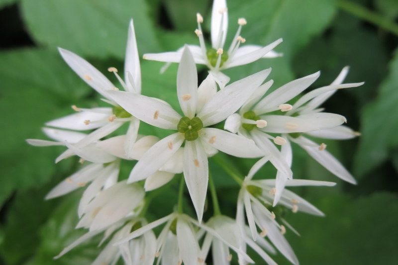 ALLIUM  URSINUM  WILD  GARLIC 03-05-2014 14-46-02.JPG