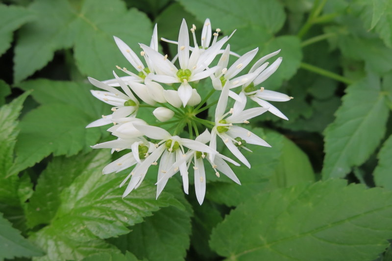 ALLIUM  URSINUM  WILD  GARLIC 03-05-2014 14-46-08.JPG