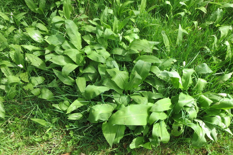 ALLIUM  URSINUM  WILD  GARLIC 04-05-2014 14-40-01.JPG