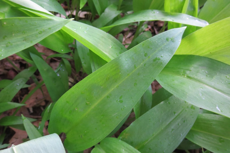 ALLIUM  URSINUM  WILD  GARLIC 15-04-2015 10-50-24.JPG