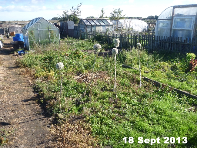 allotment3.jpg