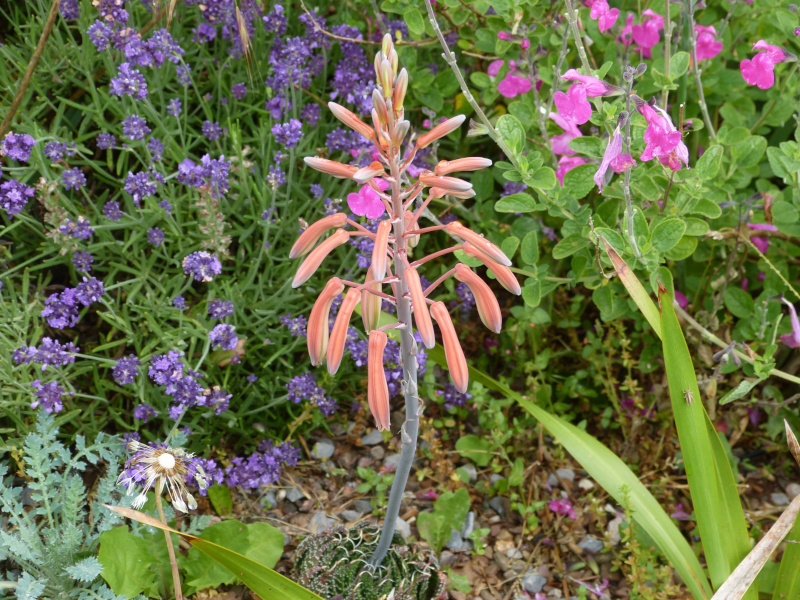 Aloe aristata.JPG