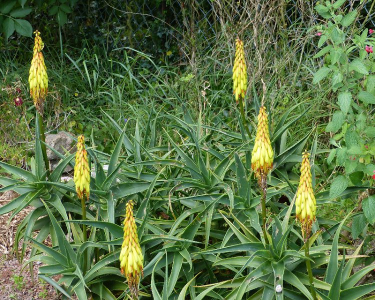 Aloe striatula 2.JPG