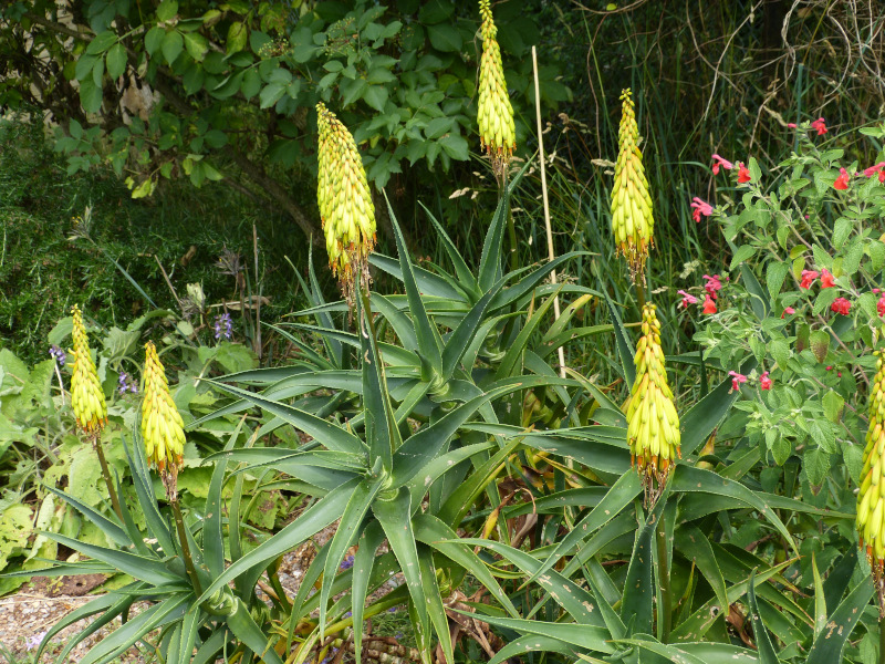 Aloe striatula.JPG