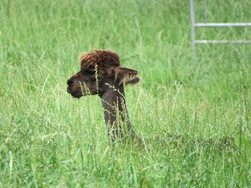 Alpaca (3).JPG