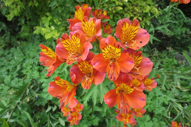 ALSTROEMERIA 26-06-2014 15-43-38.JPG