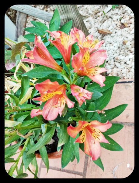 Alstroemeria 6 Oct 22.jpg