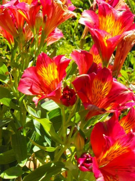 Alstroemeria.JPG