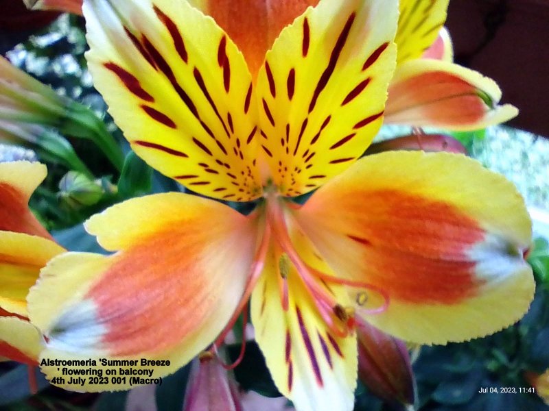 Alstroemeria 'Summer Breeze' flowering on balcony 4th July 2023 001 (Macro).jpg