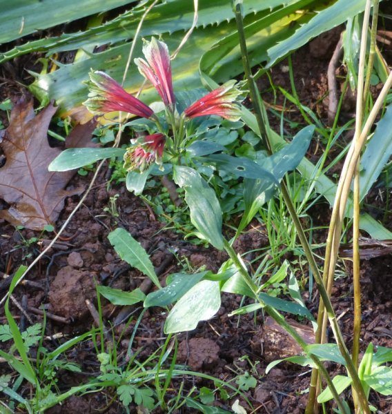 Alstromeria psittacina 2.JPG