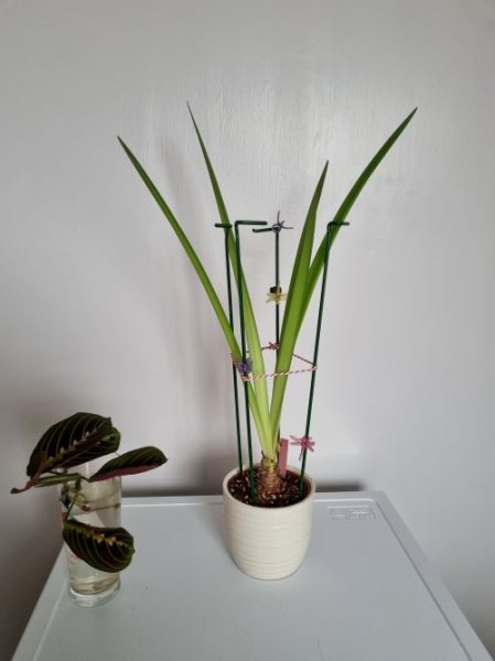 Amaryllis 'Ambience'.jpg