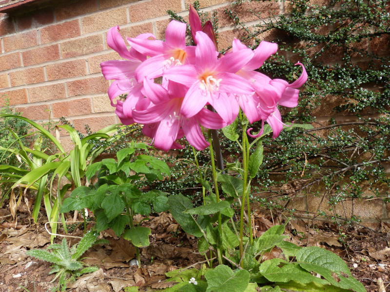 Amaryllis belladonna 2.JPG