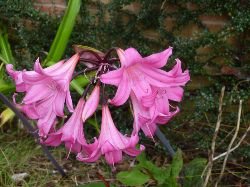 Amaryllis belladonna 2.JPG