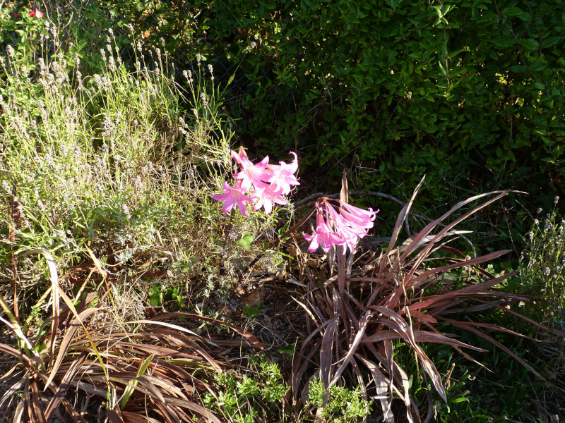 Amaryllis belladonna 3.JPG