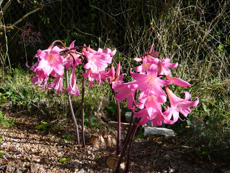 Amaryllis belladonna 7.JPG