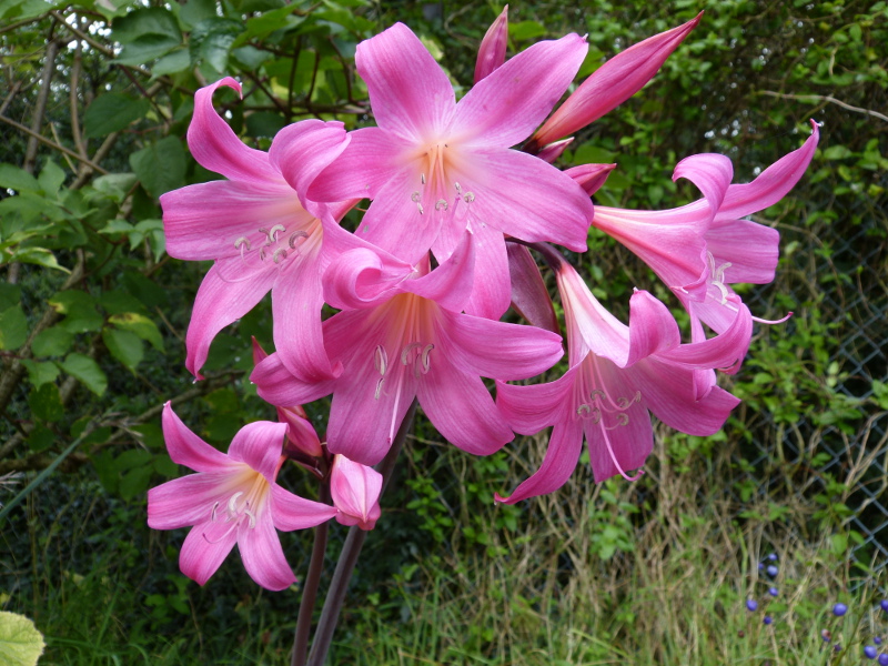 Amaryllis belladonna.JPG