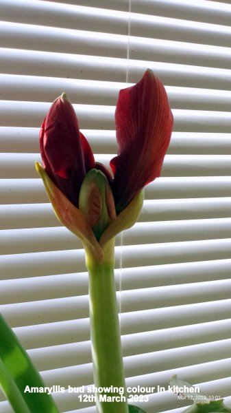 Amaryllis bud showing colour in kitchen 12th March 2023.jpg