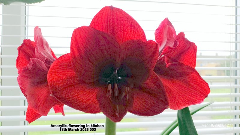 Amaryllis flowering in kitchen 18th March 2023 003.jpg