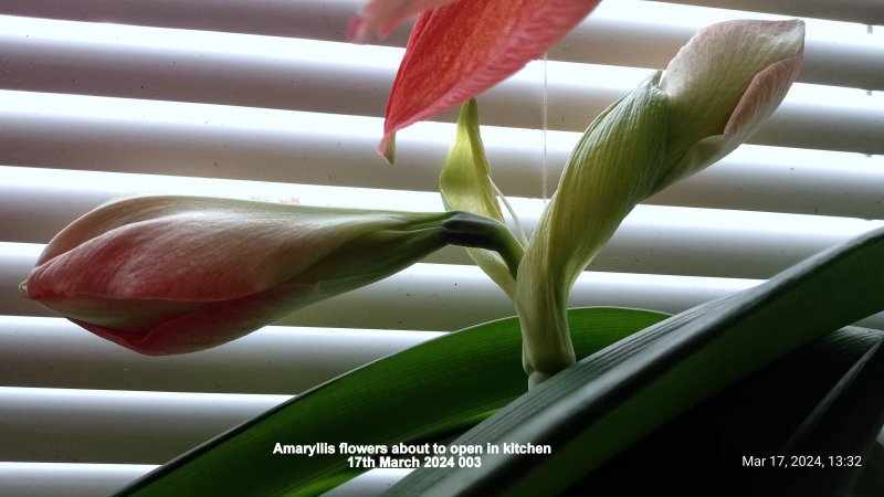 Amaryllis flowers about to open in kitchen 17th March 2024 003.jpg