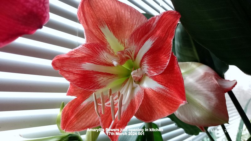 Amaryllis flowers just opening in kitchen 17th March 2024 001.jpg