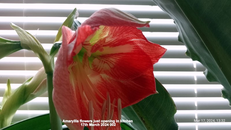 Amaryllis flowers just opening in kitchen 17th March 2024 002.jpg