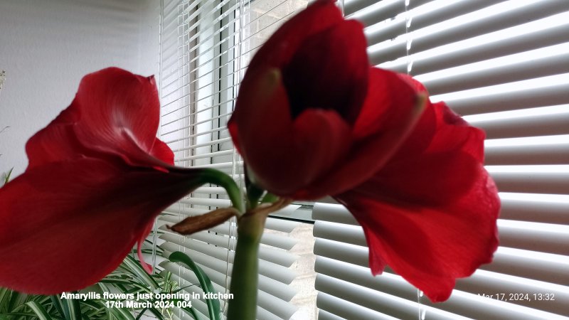 Amaryllis flowers just opening in kitchen 17th March 2024 004.jpg