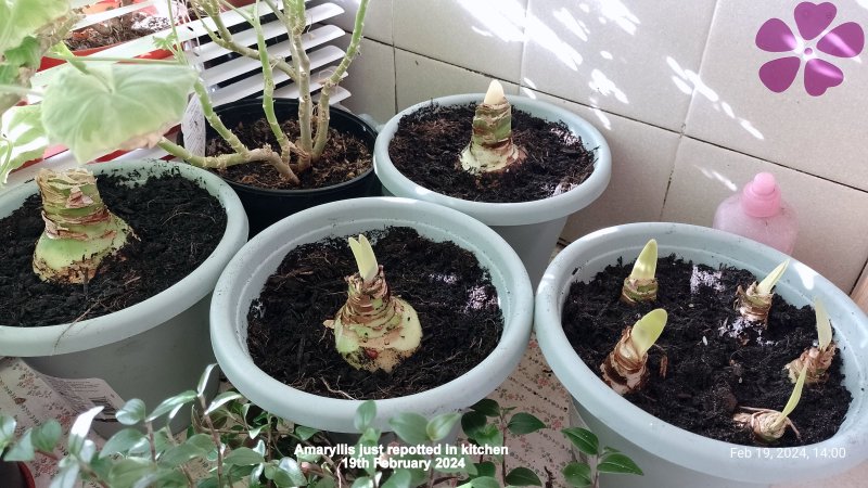 Amaryllis just repotted in kitchen 19th February 2024.jpg