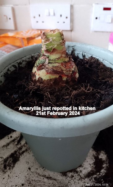 Amaryllis just repotted in kitchen 21st February 2024.jpg