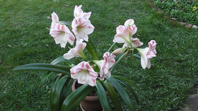 amaryllis smll px.JPG