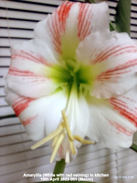 Amaryllis (White with red veining) in kitchen 19th April 2023 001 (Macro).jpg