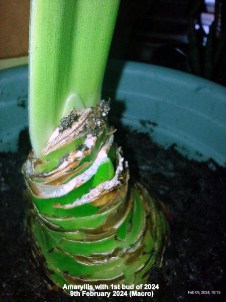 Amaryllis with 1st bud of 2024 9th February 2024 (Macro).jpg