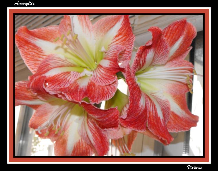 Amaryllis2.jpg