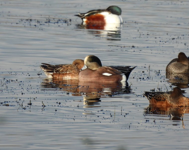 American Wigeon - Shapwick (7).JPG