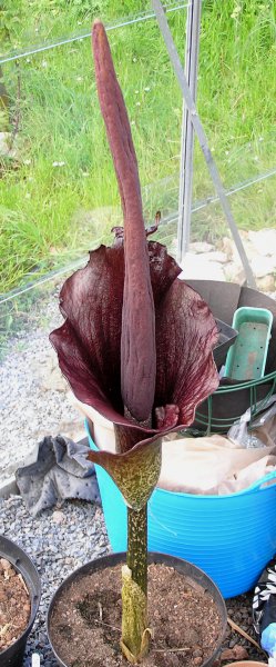 Amorphophallus konjac a (3).JPG