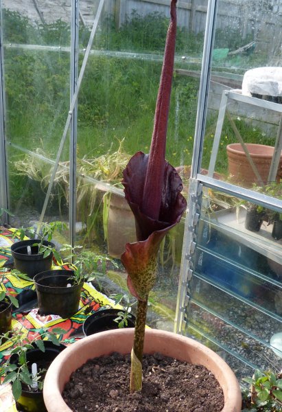 Amorphophallus konjac.JPG